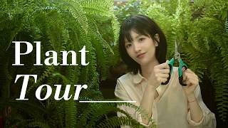 Preparing My Home and 160 Plants for Summer 🎐 | Plant Tour screenshot 5