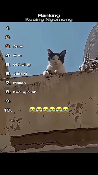 top kucing ngomong#kucinglucu #meme