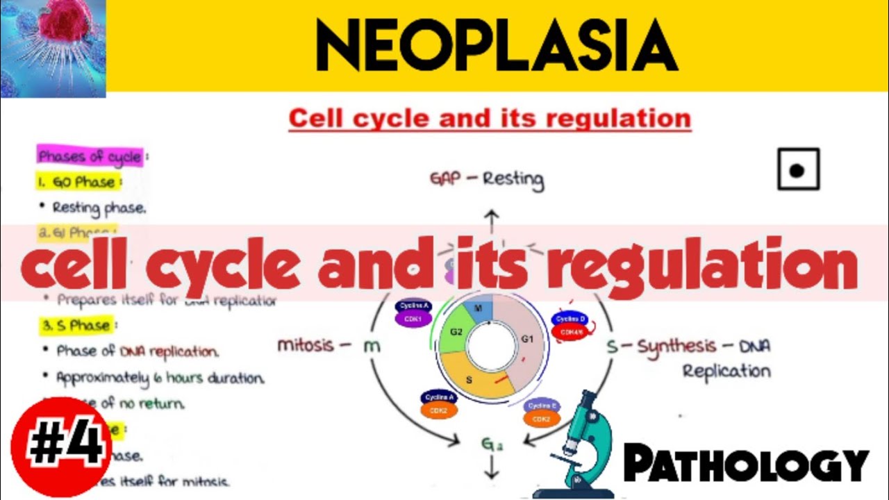 cell cycle and its regulation - YouTube