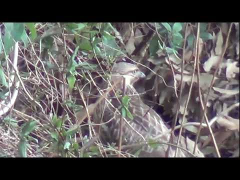 【東京の野鳥】ノスリ Common Buzzard