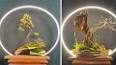 The Art of Bonsai: A Miniature Masterpiece ile ilgili video