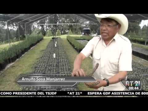 Video: Siembra y cultiva un árbol de Navidad: cómo cultivar un árbol de Navidad