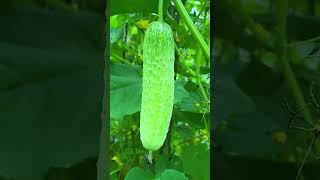 mix farming video #food #fruit #vlog