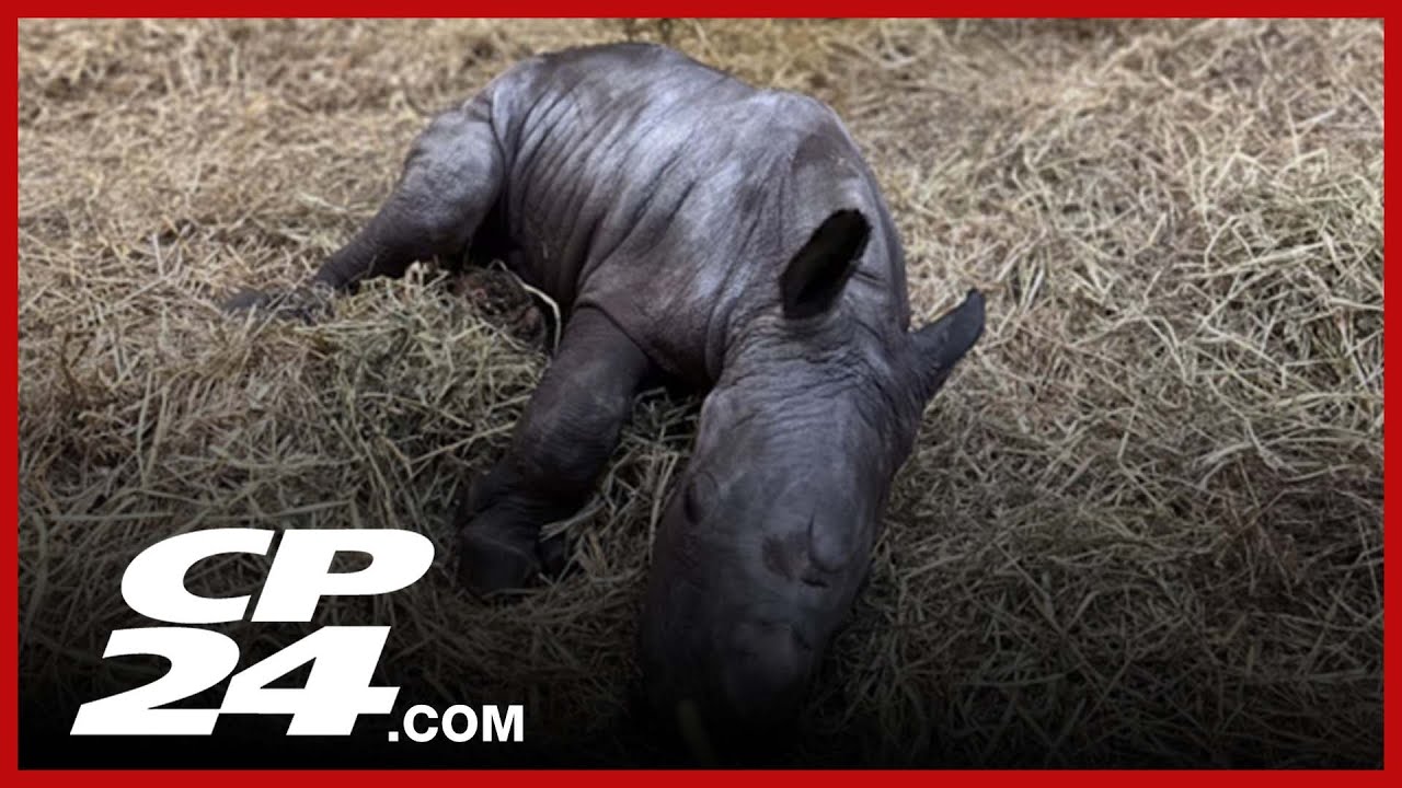 Baby white rhino born at Toronto Zoo - YouTube