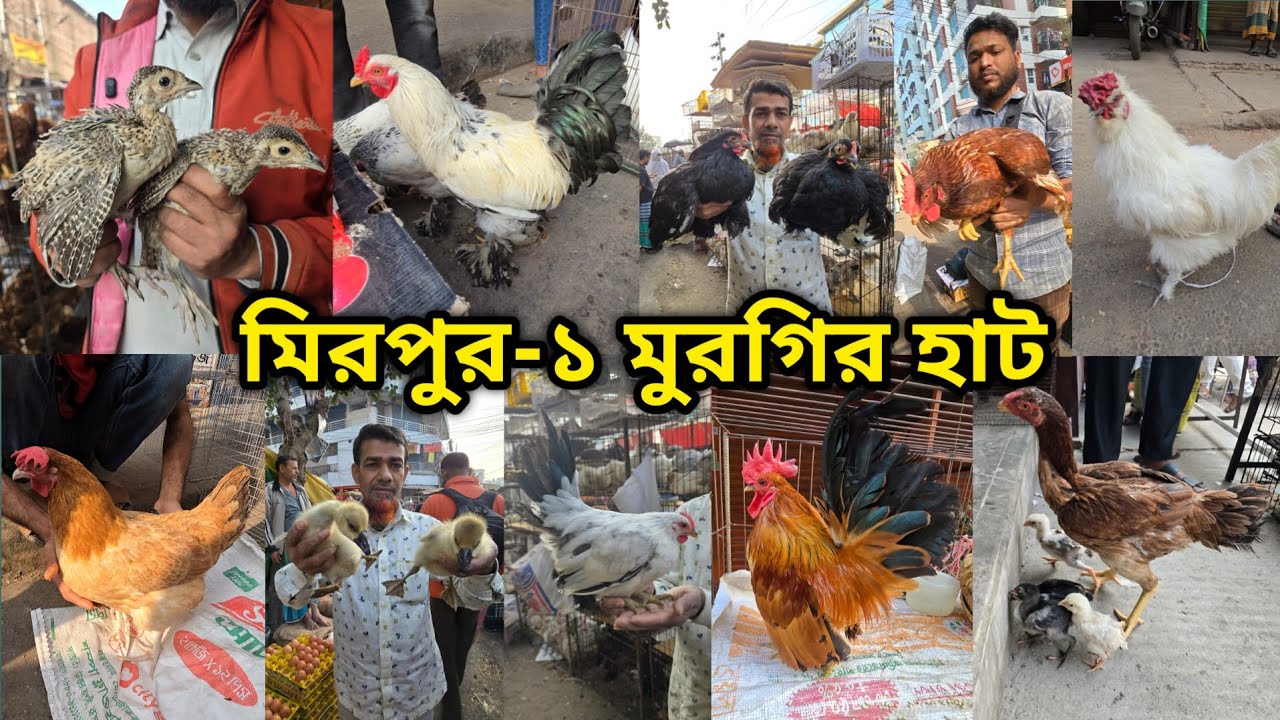 Mirpur -1 chicken hat | বাচ্চা সহ দেশি মুরগি | দেশি মুরগিতে ভরপুর | ফেন্সি মুরগি | ফেন্সি মুরগির দাম