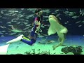 ダイバーのお姉さんを好きすぎるトラフザメ （サンシャイン水族館）Zebra Shark & Diver