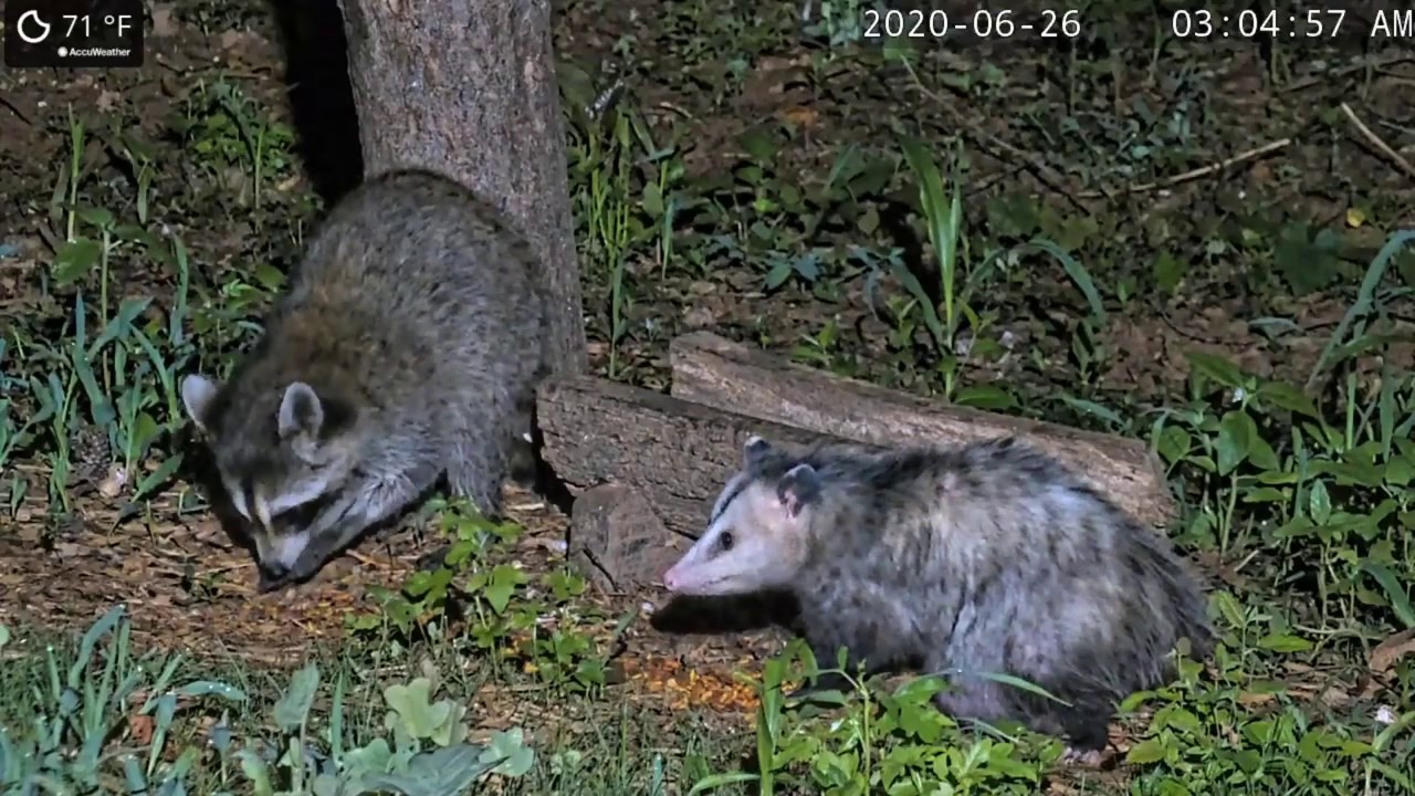 Racoon And Possum - YouTube