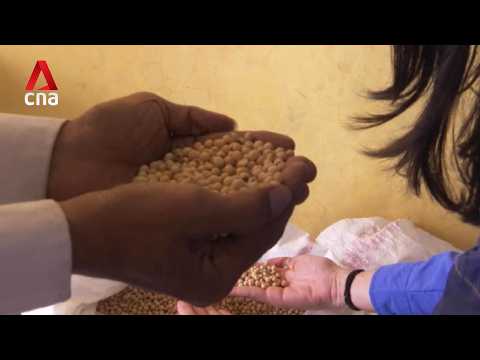 Indonesia bets on quality seeds to boost agriculture