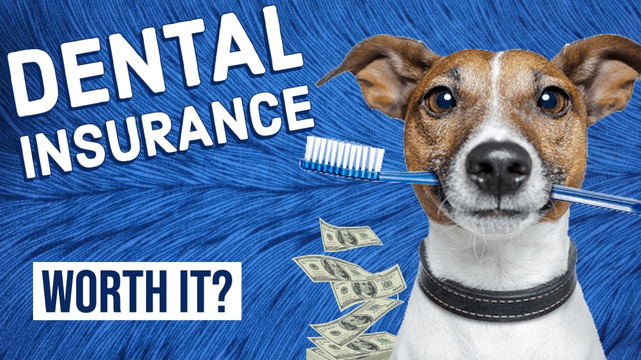 Is Pet Dental Insurance Worth It? YouTube