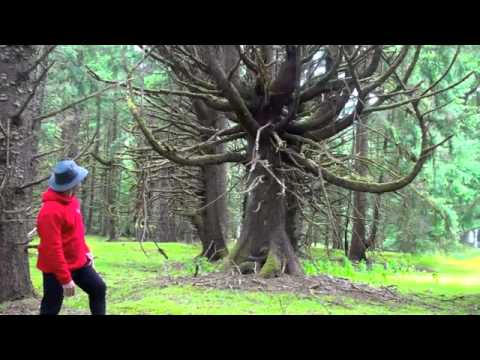 Queen Charlotte Haida Indians Narrarted by Duane F...
