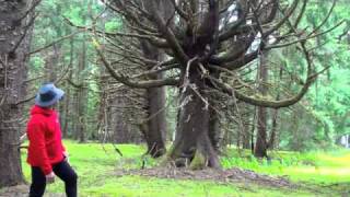 Queen Charlotte Haida Indians Narrarted by Duane Foerter