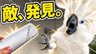 トイレットペーパーの芯に本気になるゆきまる氏