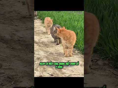 Mèo Mướp Vô Địch  #animals #dongvat #funny #dogs #pets #thucung #cats