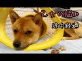 乙女の悩みについての途中経過【柴犬いちご】