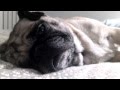 Pixie pug tries to sleep