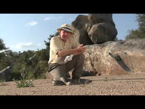 African Rock Python