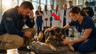 Full The Military K9 Hadn't Barked in Months — Until One Nurse Touched His Back Guide