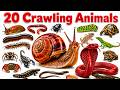 20 Crawling Animals Names In English &amp; Hindi | Fun Learning For Pre-school #kids #kidslearning