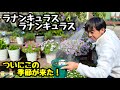 ◆ついに来た！待ちに待った【ラナンキュラス ラックス】