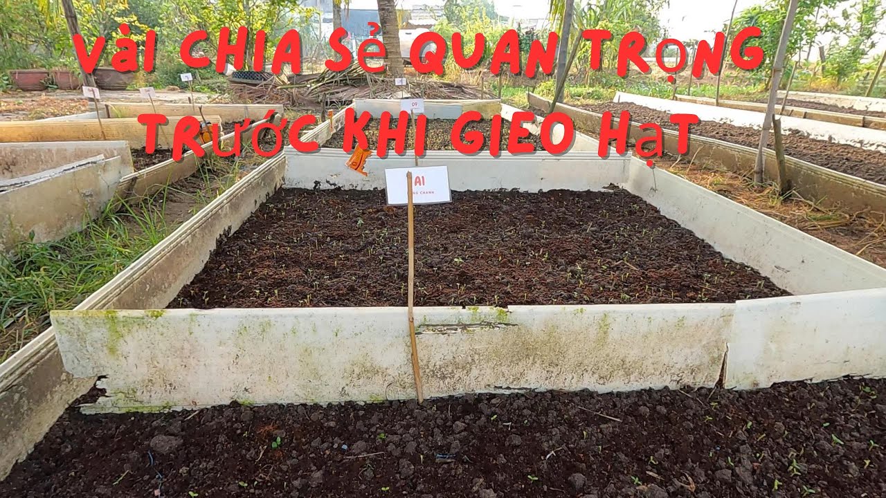 Vài Chia Sẻ Quan Trọng Nhằm Chuẩn Bị Gieo Hạt Hoa Tết Mùa mưa bão 2026