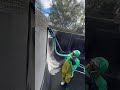 Pool Plastering ASMR Vanta Black Pool Process Plaster and Acid... #Shorts #primetimepoolplastering