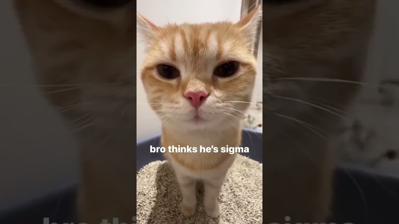 Bro think he's sigma