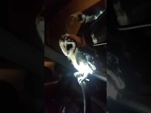 Eulen Baby gefunden - Owl Baby found