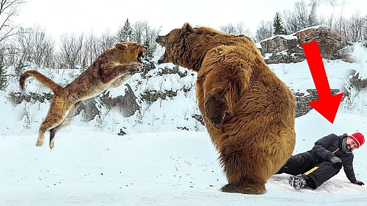 Animali Che Salvano La Vita Alle Persone
