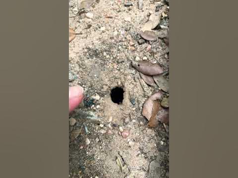 Цикади в Техасі це завжди початок літа. - YouTube