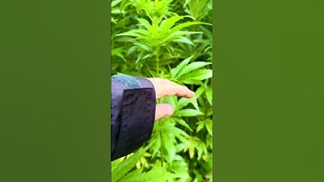 Intercropping hemp with other crops - any benefits?