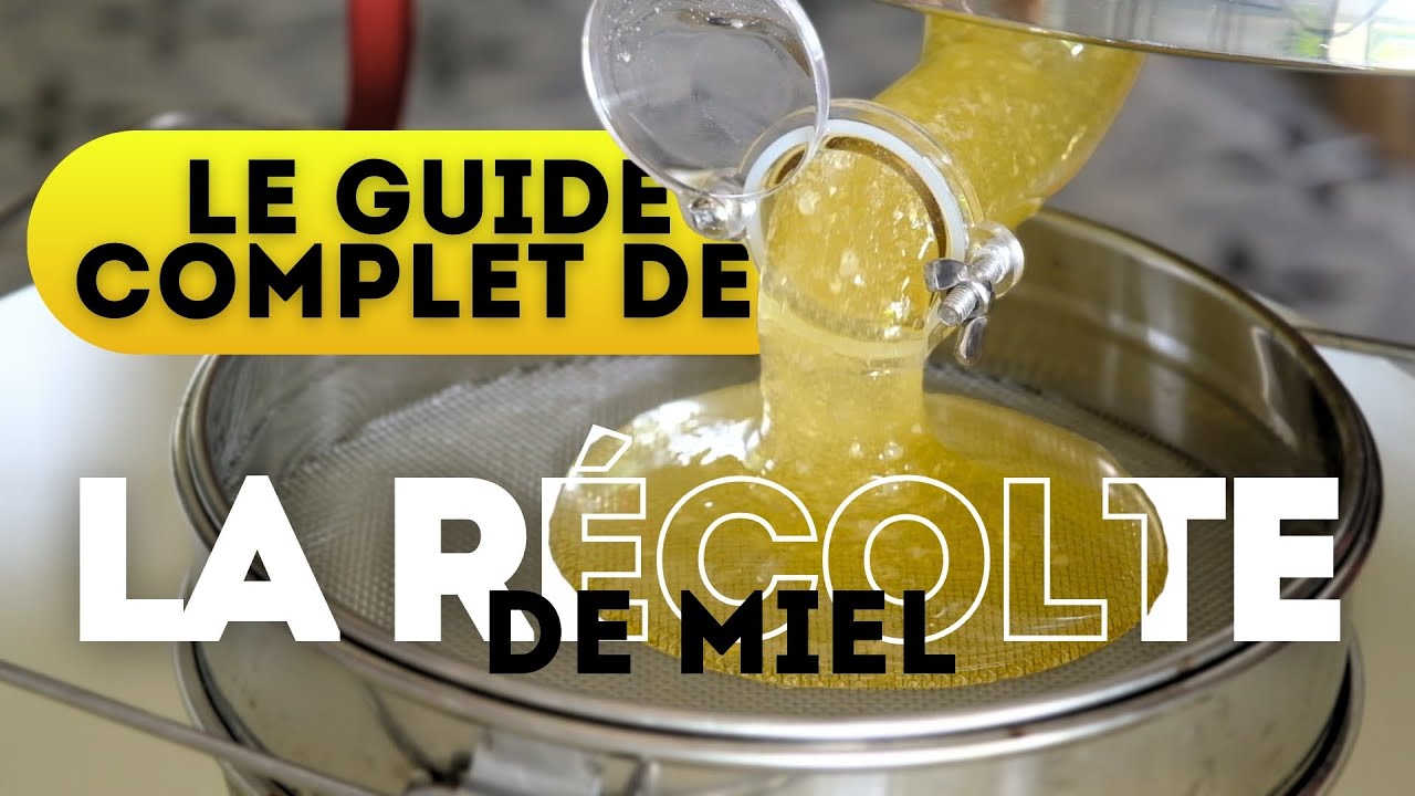Récolte du miel – Guide complet et explications pour débutants (Jour 86/100)