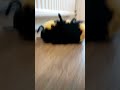 part 4 of riding bee