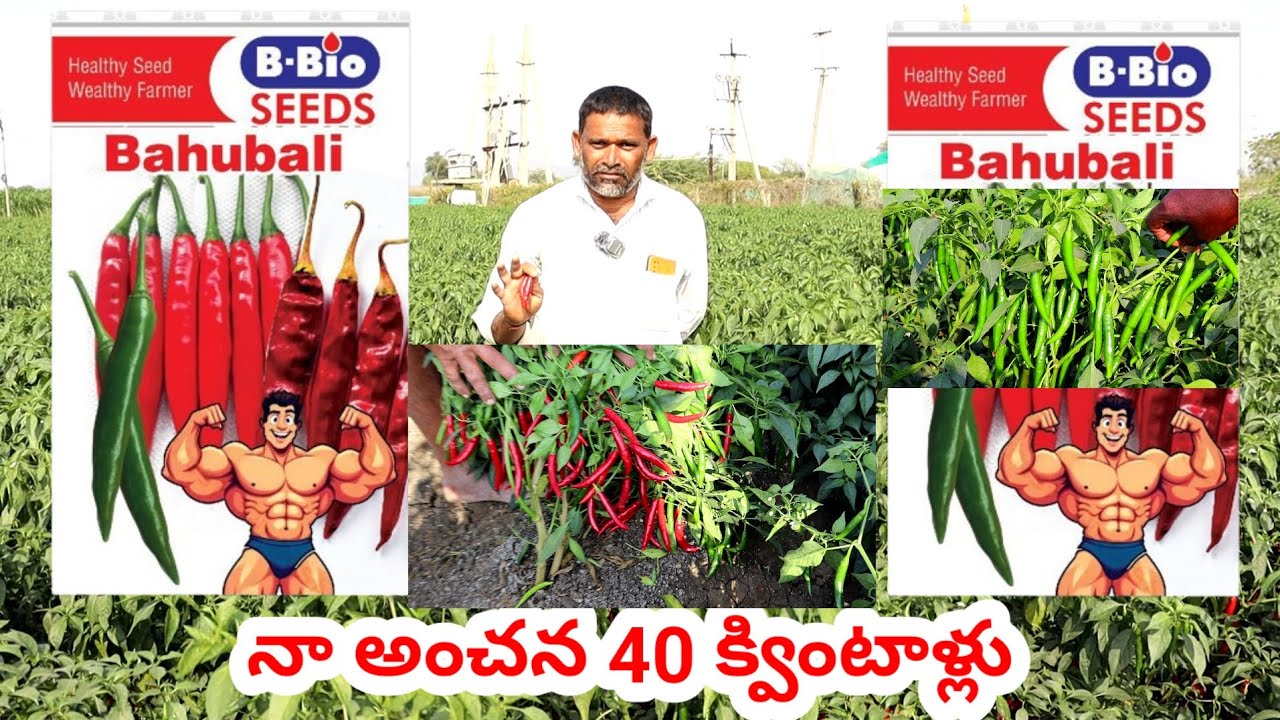 నా అంచన 40 క్వింటాళ్లు | Chilli seeds telugu | Mirapa vithanam | Mirchi seed telugu | Chilli farming