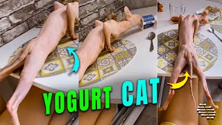Sphinx Cat Laying Flat on Table While Eating Yogurt