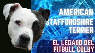 American Staffordshire Terrier (AMSTAFF), Su Historia.