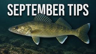 5 September Walleye Tips (Catch More Fish in Late Summer/Early Fall) Update