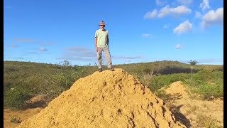 Termites Build Colony Larger than England