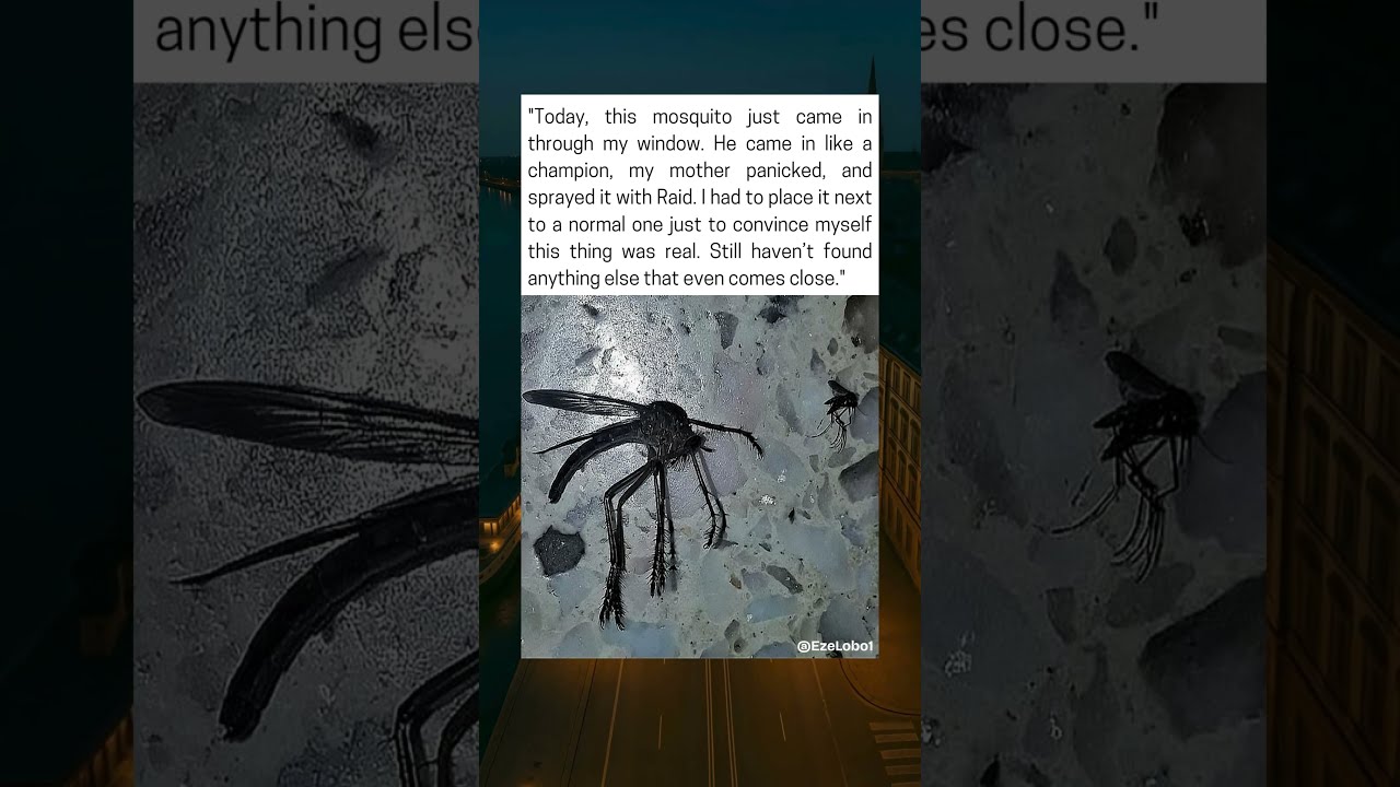 Man In Argentina Finds Giant Mosquito