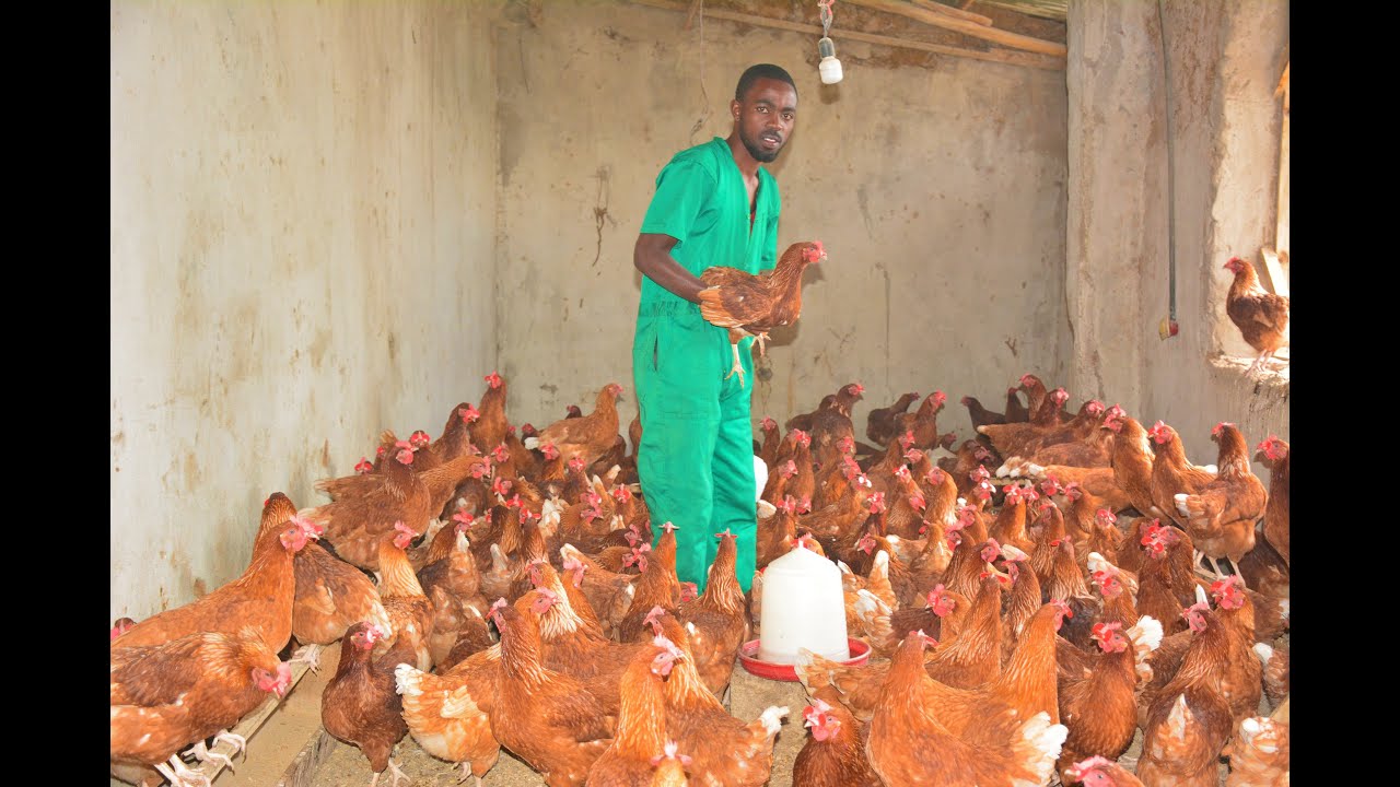 Yahindutse  umworozi w'inkoko nyuma yo guhindura intekerezo zo kujya hanze #FreedomIRADUKUNDA