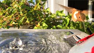 How To Pick The Perfect Hummingbird Fountain! #lowesfinds