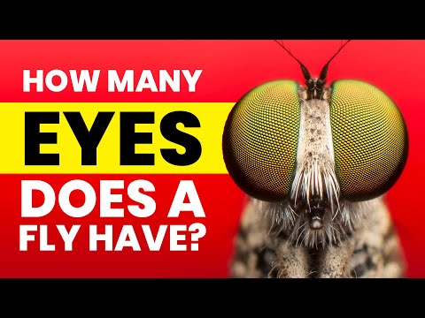 Video: Hoe groot is een vlieg met stengelogen?