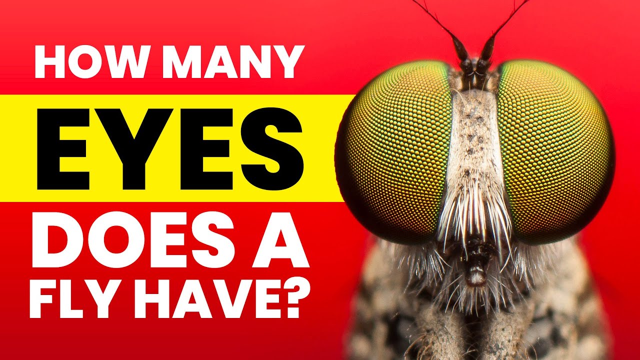 How Many Eyes Does a Fly Have? 