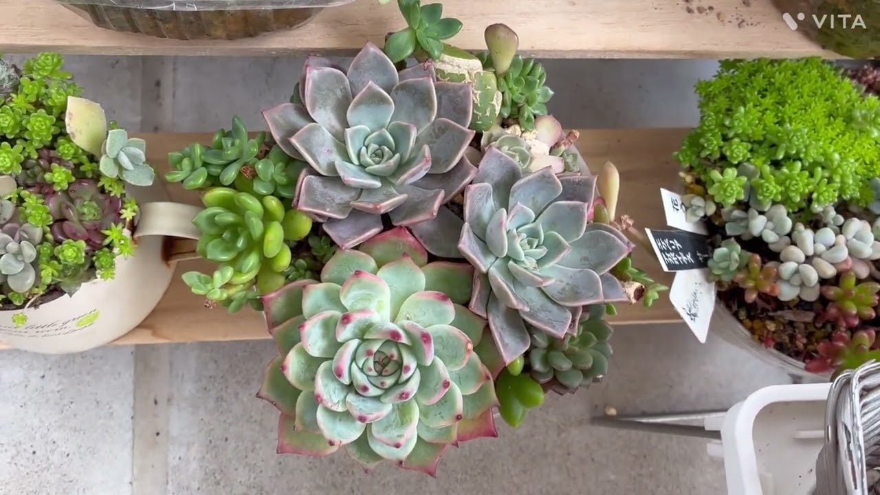 多肉植物】タニパト〜寄せ植えたち64 - YouTube