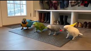 Detroit parrots carrying the music industry #funny #pet #cute