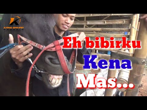 Video: Adakah kuda suka kekang tanpa bit?