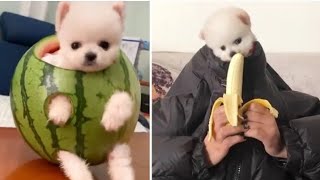 Забавный и милый шпиц 😍 # 5 # 😍 Cute & funny Pomeranian dogs 🐕