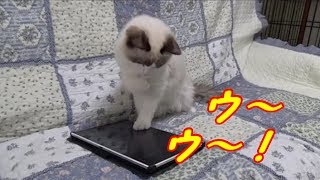 猫アプリに驚き過ぎ コハク君と子猫ハウル君 Cats were surprised at the cat's game screenshot 1