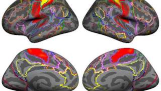 Yeo_etal_JNeurophysiol_2011_Somatomotor.avi