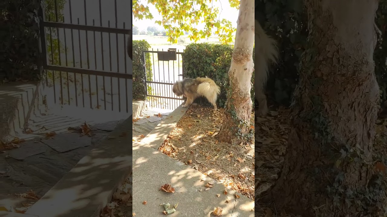 This Dog Only Has One Speed - Fast #dogrun