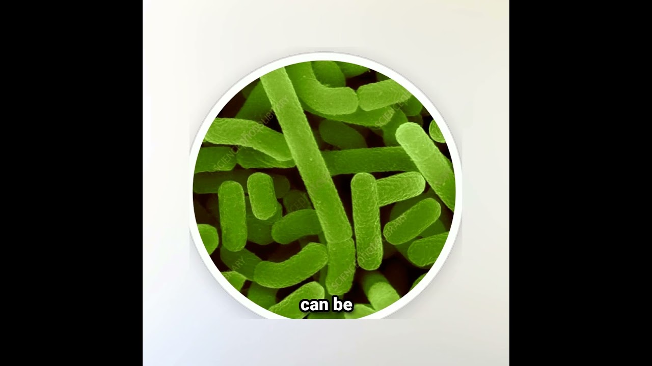 GutOptim Swiss Secret to Ultimate Gut Health